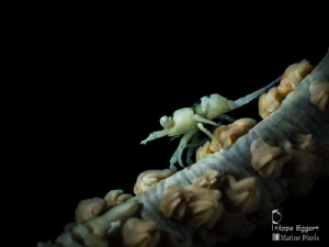 wirecoral shrimp juvenile by Philippe Eggert 
